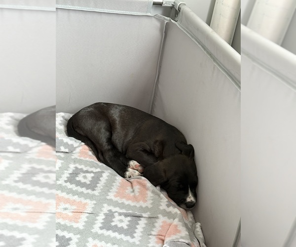 Medium Photo #6 Great Dane-Sheepadoodle Mix Puppy For Sale in EGG HARBOR CITY, NJ, USA