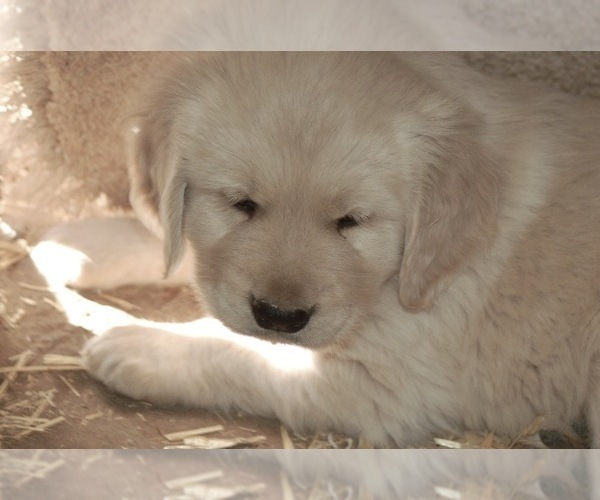 Medium Photo #1 Golden Retriever Puppy For Sale in SCOTTSDALE, AZ, USA