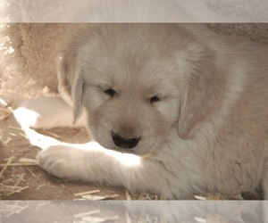 Golden Retriever Puppy for sale in SCOTTSDALE, AZ, USA