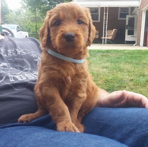 Medium Photo #1 Goldendoodle Puppy For Sale in AKRON, OH, USA