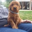 Small Photo #1 Goldendoodle Puppy For Sale in AKRON, OH, USA