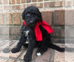 Goldendoodle-Poodle (Standard) Mix Puppy for sale in MORGANTOWN, KY, USA