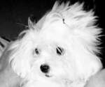 Small Photo #1 Maltese Puppy For Sale in BRANSON, MO, USA