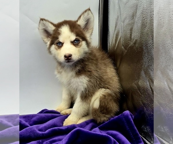 Medium Photo #4 Siberian Husky Puppy For Sale in SANDY HOOK, KY, USA