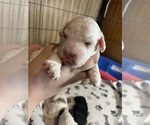 Puppy Blue collar Cavapoo