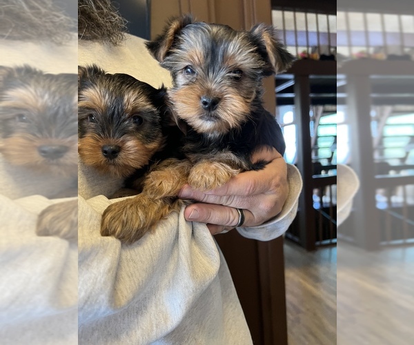 Full screen Photo #1 Yorkshire Terrier Puppy For Sale in LAKEWOOD, CO, USA