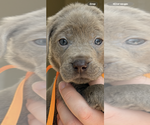 Puppy Tristan Labrador Retriever