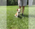 Small #1 Australian Shepherd