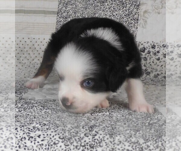 Medium Photo #4 Miniature Australian Shepherd Puppy For Sale in HARRISON, OH, USA