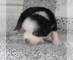 Small #3 Miniature Australian Shepherd