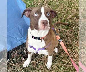 Sheprador Dogs for adoption in Sheridan, CO, USA