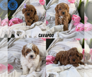 Cavapoo Puppy for Sale in GOSHEN, Indiana USA