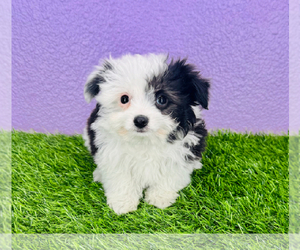 Aussie-Poo-Aussiedoodle Miniature Mix Puppy for sale in MILTON, WA, USA