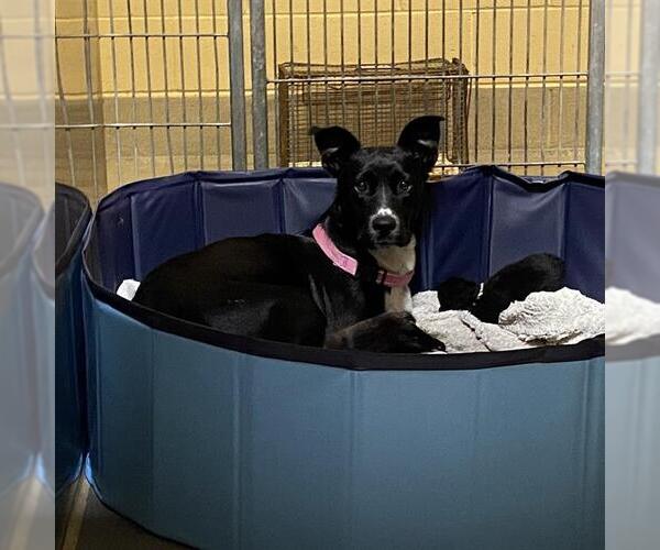 Medium Photo #1 American Staffordshire Terrier-Border Collie Mix Puppy For Sale in Modesto, CA, USA