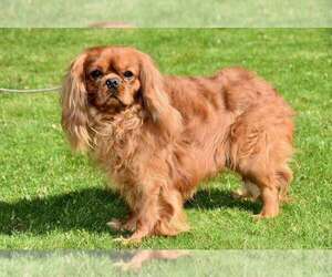 Father of the Cavapoo puppies born on 06/24/2021