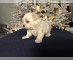 Small Photo #10 Maltese Puppy For Sale in OCALA, FL, USA