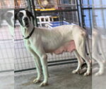 Small #1 Great Dane