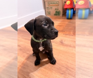 American Bandogge mastiff Puppy for Sale in SCHENECTADY, New York USA