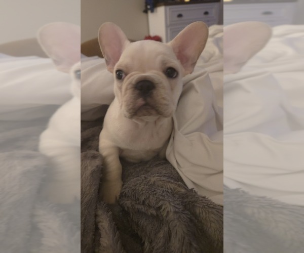 Medium Photo #4 French Bulldog Puppy For Sale in SARASOTA, FL, USA