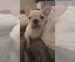 Small #3 French Bulldog
