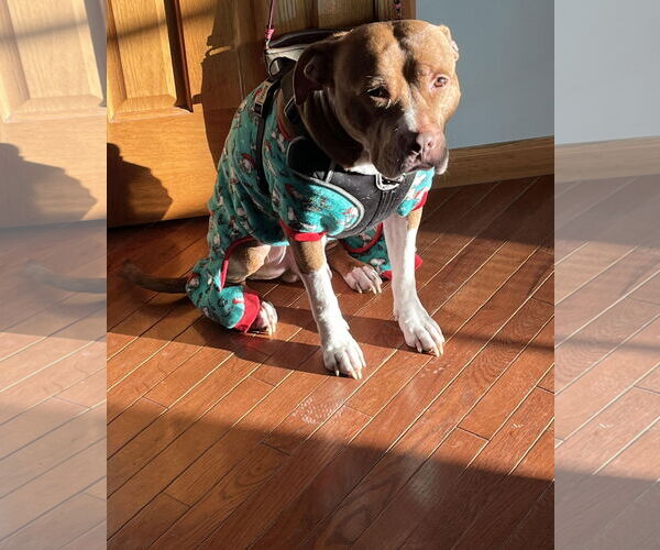 Medium Photo #12 Staffordshire Bull Terrier-Unknown Mix Puppy For Sale in Princeton, MN, USA