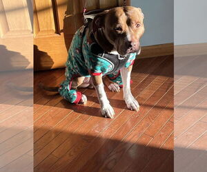 Coco Ross - Male Staffordshire Bull Terrier-Unknown Mix Dog for Adoption - Photo #12