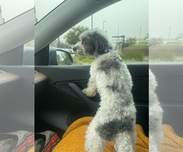 Medium Photo #3 Poodle (Miniature)-Unknown Mix Puppy For Sale in  Ramona, CA, USA