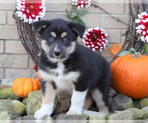 Australian Shepherd-Siberian Husky Mix Puppy for sale in FREDERICKSBG, OH, USA