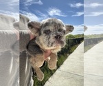 Small #3 French Bulldog