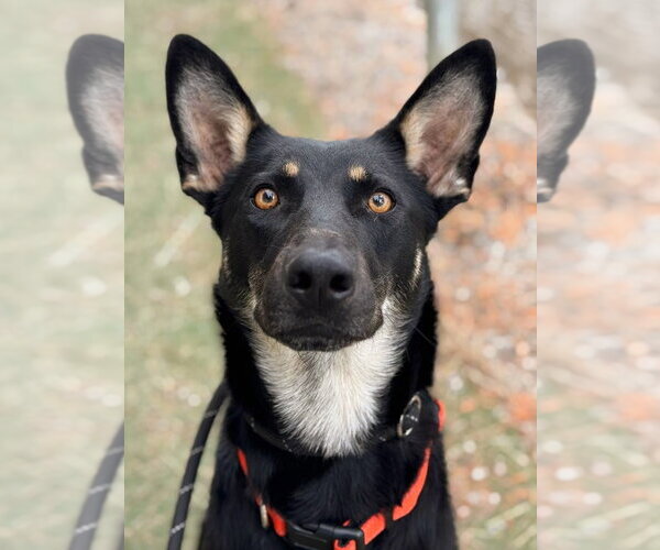 Medium Photo #1 Australian Kelpie-Unknown Mix Puppy For Sale in Woodland, CA, USA