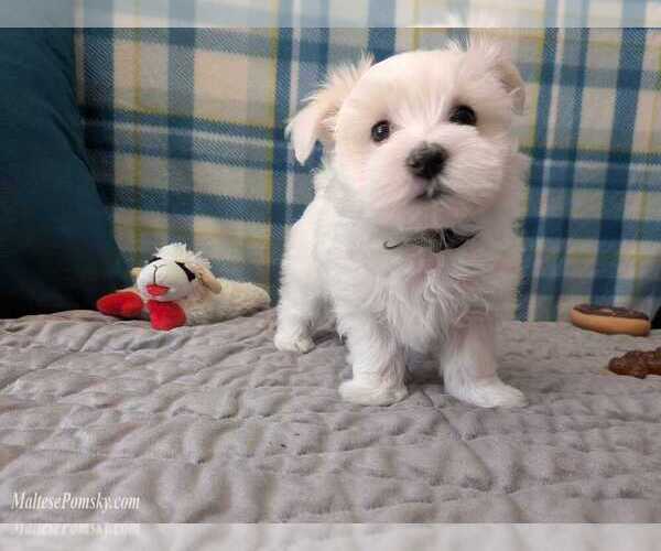 Medium Photo #7 Maltese Puppy For Sale in OCALA, FL, USA
