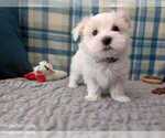 Small Photo #19 Maltese Puppy For Sale in OCALA, FL, USA