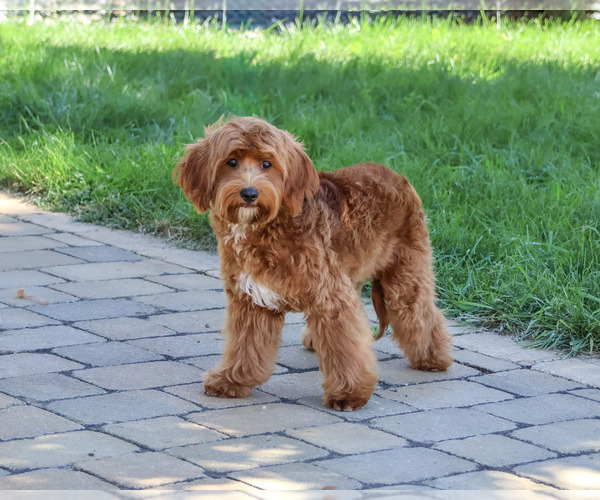 Medium Photo #1 Cavapoo (Miniature) Puppy For Sale in SYRACUSE, IN, USA