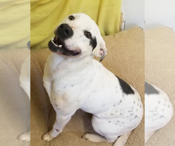 Medium Photo #1 American Bulldog-Pointer Mix Puppy For Sale in Anniston, AL, USA