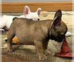 Small #14 French Bulldog