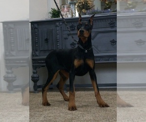 Medium Doberman Pinscher