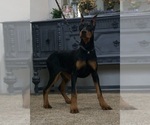 Puppy AKC Euro Echo Doberman Pinscher
