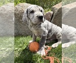 Small #2 Great Dane