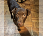 Small #16 Labrador Retriever Mix