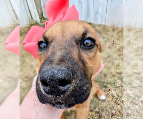 Medium Photo #7 Black Mouth Cur-Unknown Mix Puppy For Sale in Sandy, UT, USA