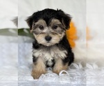 Small #6 Morkie