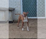 Small #1 Staffordshire Bull Terrier Mix