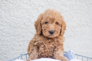 Labradoodle Puppy for sale in ROCKLIN, CA, USA