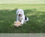 Image preview for Ad Listing. Nickname: AKC Jessie