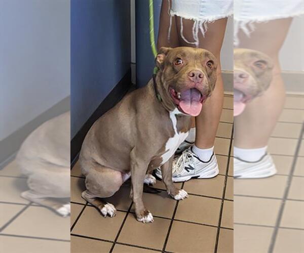 Medium Photo #1 Mutt Puppy For Sale in Burbank, CA, USA