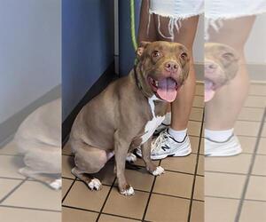 Mutt Dogs for adoption in Burbank, CA, USA