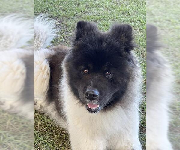 Medium Photo #1 Akita Puppy For Sale in Riverside, CA, USA