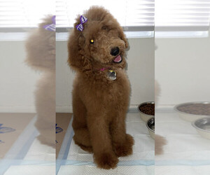 Poodle (Standard) Puppy for sale in GARLAND, TX, USA
