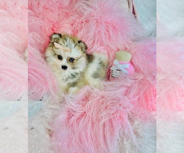 Medium Photo #4 Pomeranian Puppy For Sale in FT LAUDERDALE, FL, USA