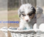 Puppy Conway Miniature Australian Shepherd